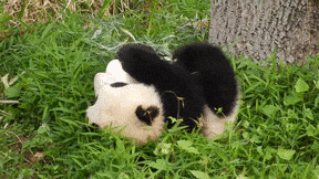 National Panda Day